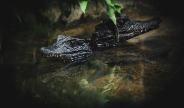 Baby Alligators in Water